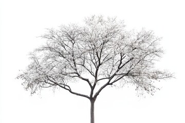 Fototapeta premium A solitary tree with bare branches against a stark white background.