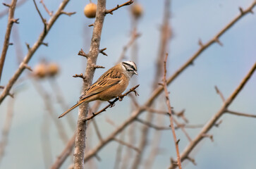 A Rock Bunting perched on a branches of a tree on the outskirts of Mandal town in Uttarakhand