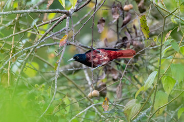 A Maroon Oriole perched on a branch of the bush on the outskirts of Sattal City in Uttarakhand