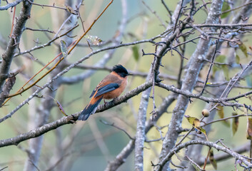A Rufus Sibia perched on top of a tree branch on the outskirts of Sattal town in Uttarakhand