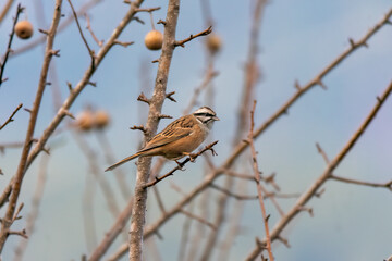 A Rock Bunting perched on a branches of a tree on the outskirts of Mandal town in Uttarakhand