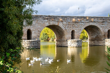 Fototapeta premium Roman Bridge with Stone Arches, Ducks Swimming on Calm River Surrounded by Trees