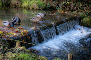 Kearsney Abbey Gardens