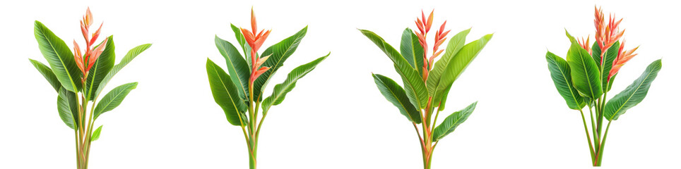 Heliconia rostrata flowers tropical plants isolated transparent background