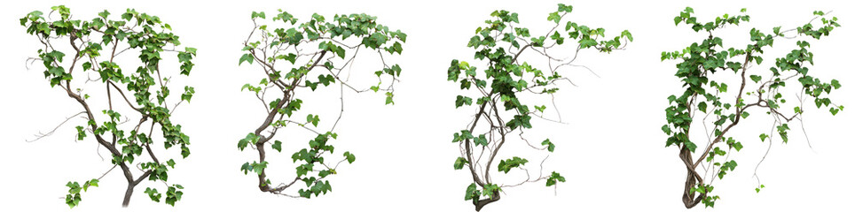 Lush green climbing ivy plants isolated transparent background