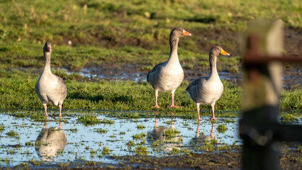 Drei Graugänse stehen an einer Pfütze auf einer Wiese