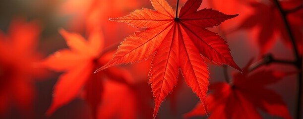 Vibrant crimson maple leaf glows, bathed in sunlight, a breathtaking autumn spectacle.  Nature's fiery masterpiece unfolds.