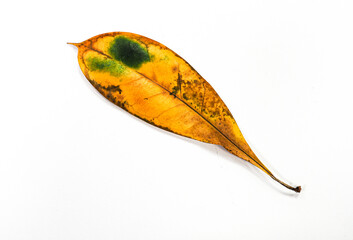 Brown leaf isolated on white background with text space