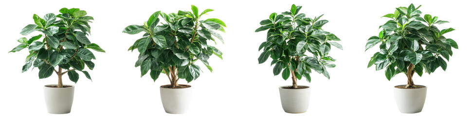 Four Ficus Plants in White Pots Indoor Greenery Home Decor