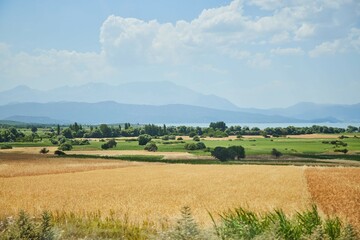 Obraz premium A beautiful landscape through the ears of wheat. Agriculture, cultivation of cereals