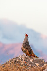 A cheer pheasant standing on top of a boulder on top of a mountain on the outskirts of Rudraprayag, Uttarakhand 