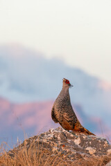A cheer pheasant standing on top of a boulder on top of a mountain on the outskirts of Rudraprayag, Uttarakhand 