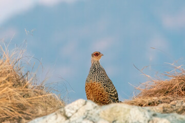 A cheer pheasant standing on top of a boulder on top of a mountain on the outskirts of Rudraprayag, Uttarakhand 