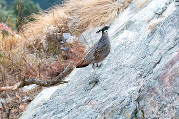 A Koklass pheasant forging on ground next to a temple on the outskirts of Rudraprayag, Uttarakhand 