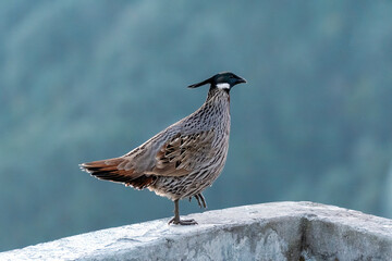 A Koklass pheasant forging on ground next to a temple on the outskirts of Rudraprayag, Uttarakhand 