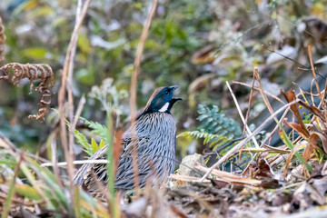 A Koklass pheasant forging on ground next to a temple on the outskirts of Rudraprayag, Uttarakhand 