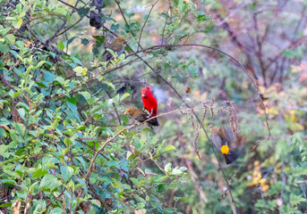A scarlet finch perched on a bush in the mountains of chopta in Uttarakhand, India