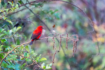 A scarlet finch perched on a bush in the mountains of chopta in Uttarakhand, India