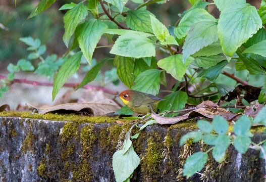 A chestnut headed tesia perched near a water body in the bushes on the outskirts of Sattal, Uttarakhand 