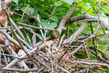 A Scaly-breasted cupwing perched on top of some dead branches on the outskirts of Mandal town in Uttarakhand 
