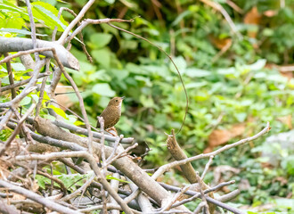 A Scaly-breasted cupwing perched on top of some dead branches on the outskirts of Mandal town in Uttarakhand 