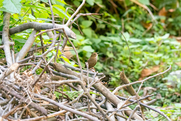 A Scaly-breasted cupwing perched on top of some dead branches on the outskirts of Mandal town in Uttarakhand 