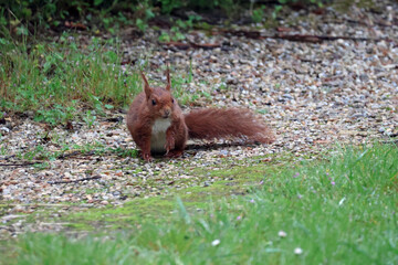 un écureuil curieux