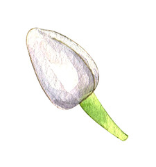 Hand-drawn Jasmine Bud Watercolor