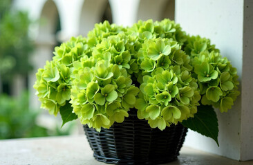 a large bouquet of green hydrangeas in a wicker black basket, on a blurred background of white arches with columns. A series of bouquets of different colors in a basket and in a vase.