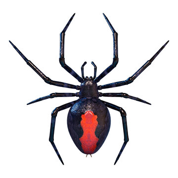 3D Rendering Redback Spider on White
