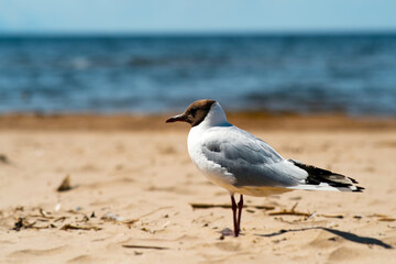 A lone seagull gracefully struts on a sandy beach beside the vast ocean waves and horizon