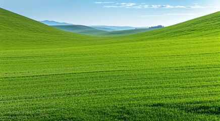 Obraz premium Grassy hills with a lone cow in the middle of them
