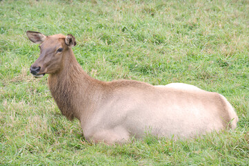 cerf dans le gazon