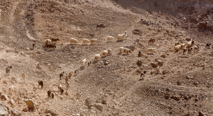 Agriculture of Gran Canaria - a large group of goats and sheep are moving across a dry landscape, between Galdar and Agaete municipalities