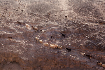 Agriculture of Gran Canaria - a large group of goats and sheep are moving across a dry landscape, between Galdar and Agaete municipalities