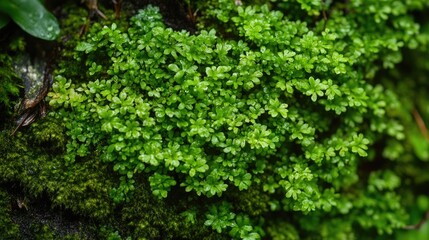 Lush Green Moss and Fern Cluster on Rock Surface