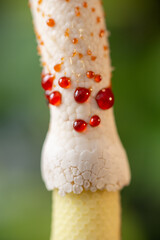 Close up of Philodendron Florida Beauty Flower with Sticky Resin Drops all Over Spadix