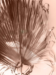 Obraz premium Dry palm leaves background. Close up of dried fan shaped tropical palm tree leaves.