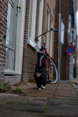 A black and white cat walking confidently on a brick-paved sidewalk, with a red bicycle leaning against a brick wall in the background, creating a cozy and urban street vibe.