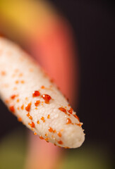 Close up of Philodendron Florida Beauty Flower with Sticky Resin Drops all Over Spadix