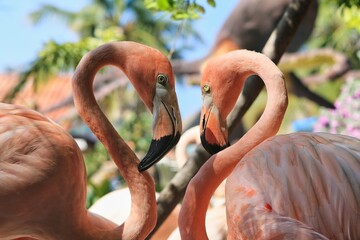 flamingos are standing around 
flamingos with long necks 
in love