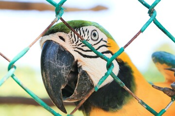 Parrot behind bars with a big beak 