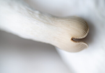 Macro Close up of Blue Oyster Mushroom Gills and Stem