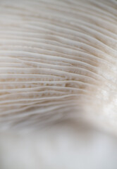 Macro Close up of Blue Oyster Mushroom Gills and Stem