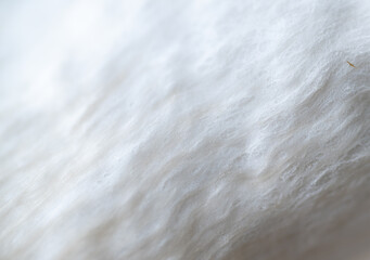 Macro Close up of Blue Oyster Mushroom Gills and Stem