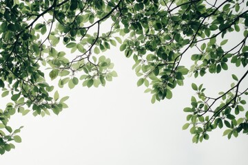 A view of green leaves against a light sky, creating a serene and natural atmosphere.