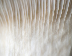 Macro Close up of Blue Oyster Mushroom Gills and Stem