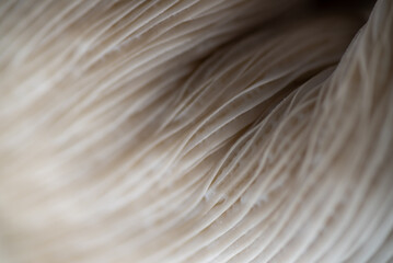Macro Close up of Blue Oyster Mushroom Gills and Stem