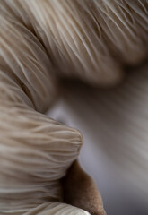 Fototapeta premium Macro Close up of Blue Oyster Mushroom Gills and Stem