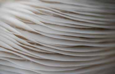 Macro Close up of Blue Oyster Mushroom Gills and Stem